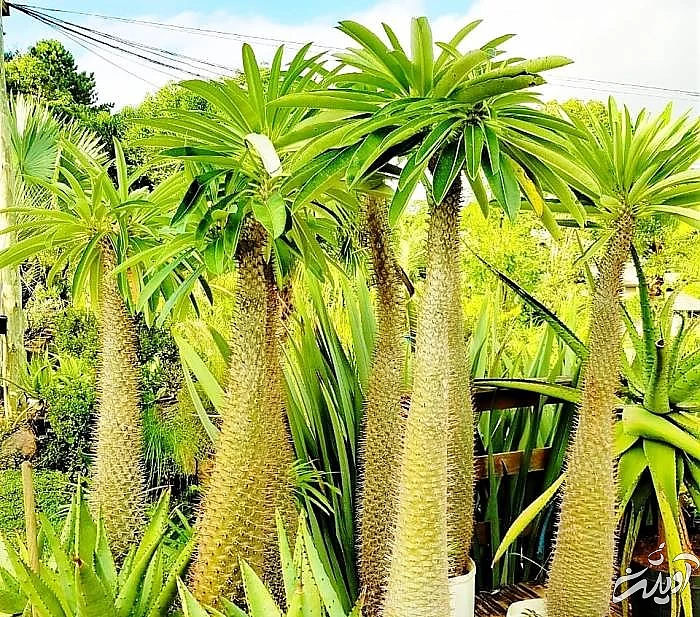 نخل ماداگاسکار